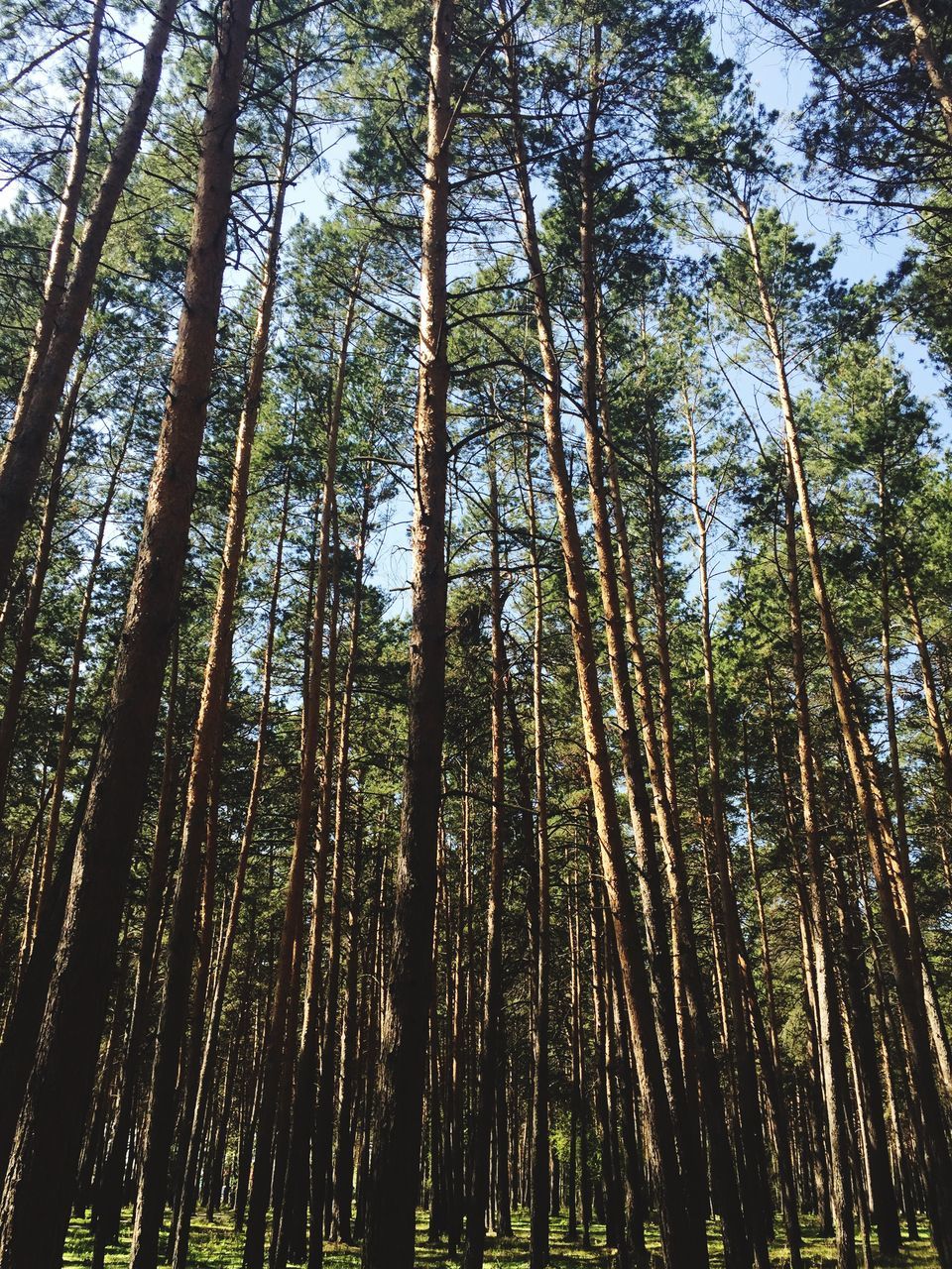 tree, forest, low angle view, growth, woodland, tranquility, tree trunk, nature, beauty in nature, tall - high, tranquil scene, scenics, branch, green color, non-urban scene, day, outdoors, idyllic, no people, abundance