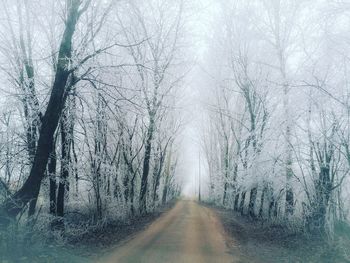 Dirt road along bare trees in foggy weather