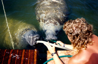 Florida manatees. fresh water hose.