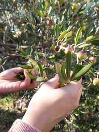 Close-up of hand holding leaves