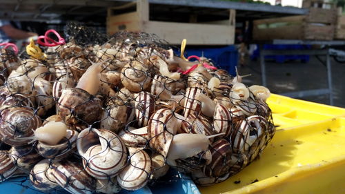 Close-up of snails in net for sale at fish market