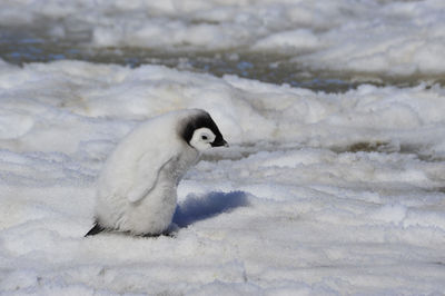 Side view of a bird on snow