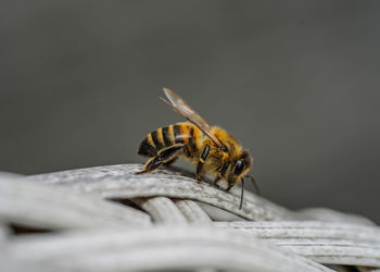 Close-up of bee on plant