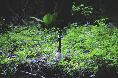 Bird perching on tree