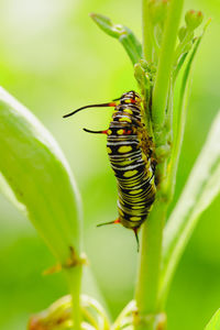 Close-up of insect on plant