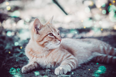 Ginger cat sitting on carpet against illuminated lights