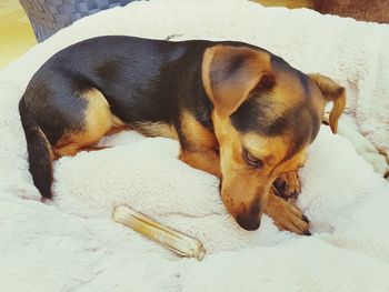 High angle view of dog sleeping at home