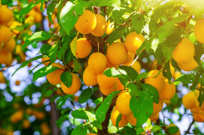 Yellow cherry plum berries on branches among green leaves. summer harvest, healthy food