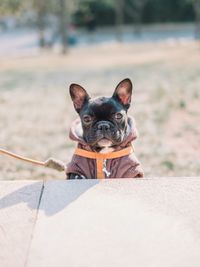 Portrait of a dog