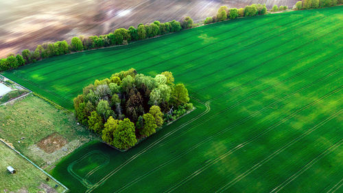 High angle view of green leaves on plant