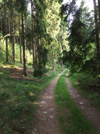 Dirt road amidst trees in forest