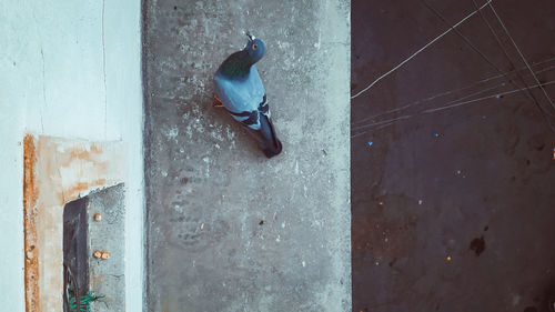 High angle view of pigeon perching on metal door