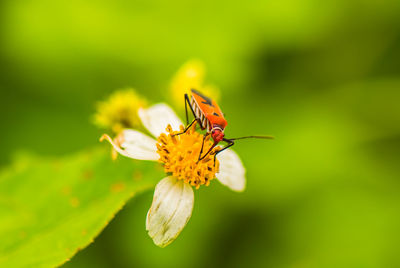 Close-up of insect on flower