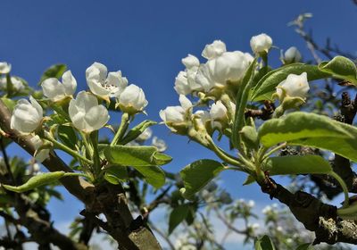 Close-up of white flowering plant against sky
