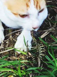 High angle view of cat on grass