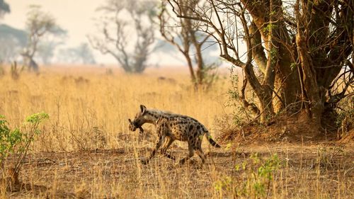 Side view of hyaena on field