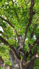 Low angle view of trees