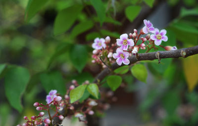 Close-up of cherry blossom