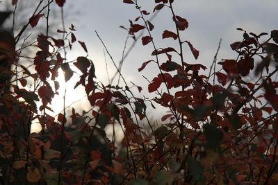 Low angle view of leaves against sky