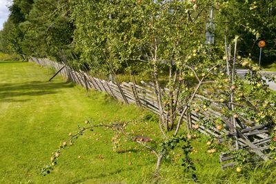 Trees in grass