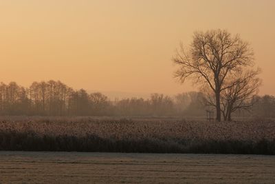 Bare trees on field against sky during sunset