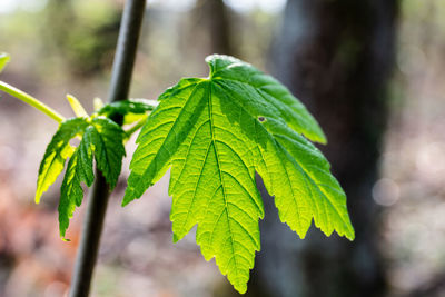 Close-up of green leaves