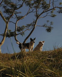 View of dogs on field against sky