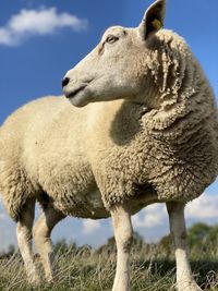 Sheep so tame and beautiful
