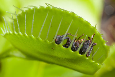 Close-up of insect on leaf