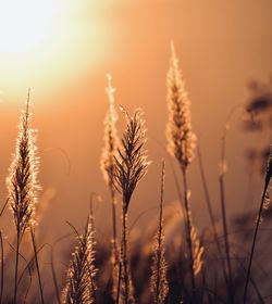 Close-up of stalks in field against sunset sky