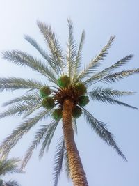 Low angle view of palm tree against clear sky