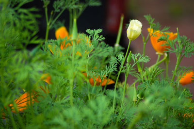 Close-up of orange flowering plants