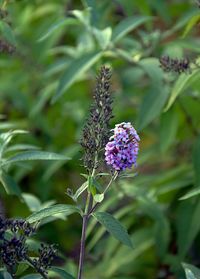 Close-up of purple flowering plant