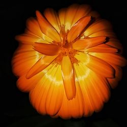 Close-up of orange flower against black background