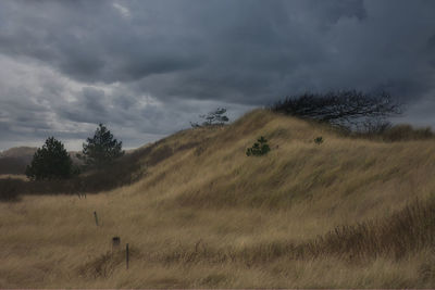 Scenic view of field against sky