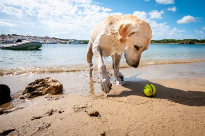 Dog with a ball on beach