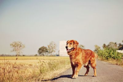 Dog on horse against clear sky