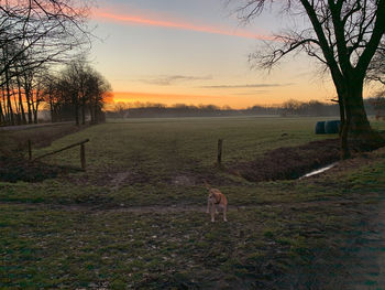 View of a field at sunset