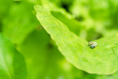 Close-up of insect on leaf