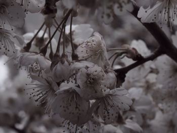 Close-up of plant