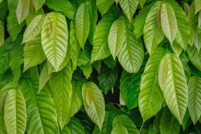 Full frame shot of leaves