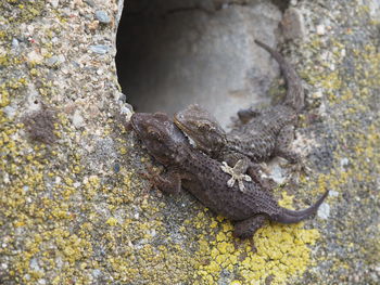 Close-up of  gecko on rock