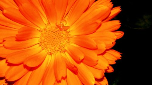 Close-up of orange flower blooming outdoors