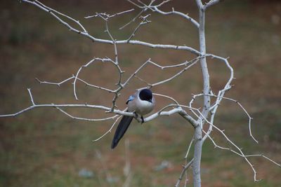 Close-up of bird perching on branch