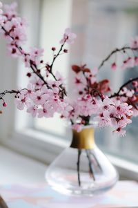 Close-up of pink cherry blossoms in vase