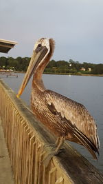 Close-up of pelican perching on lake against sky