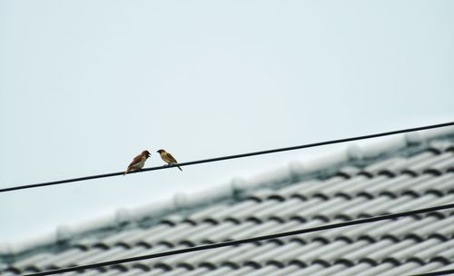 Low angle view of bird perching against clear sky