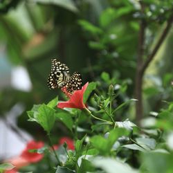 Butterfly on flower