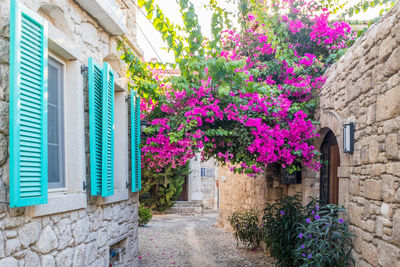 Purple flowering plants on footpath against building