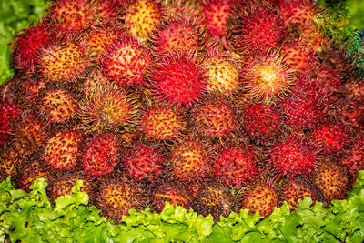 High angle view of red berries on plant